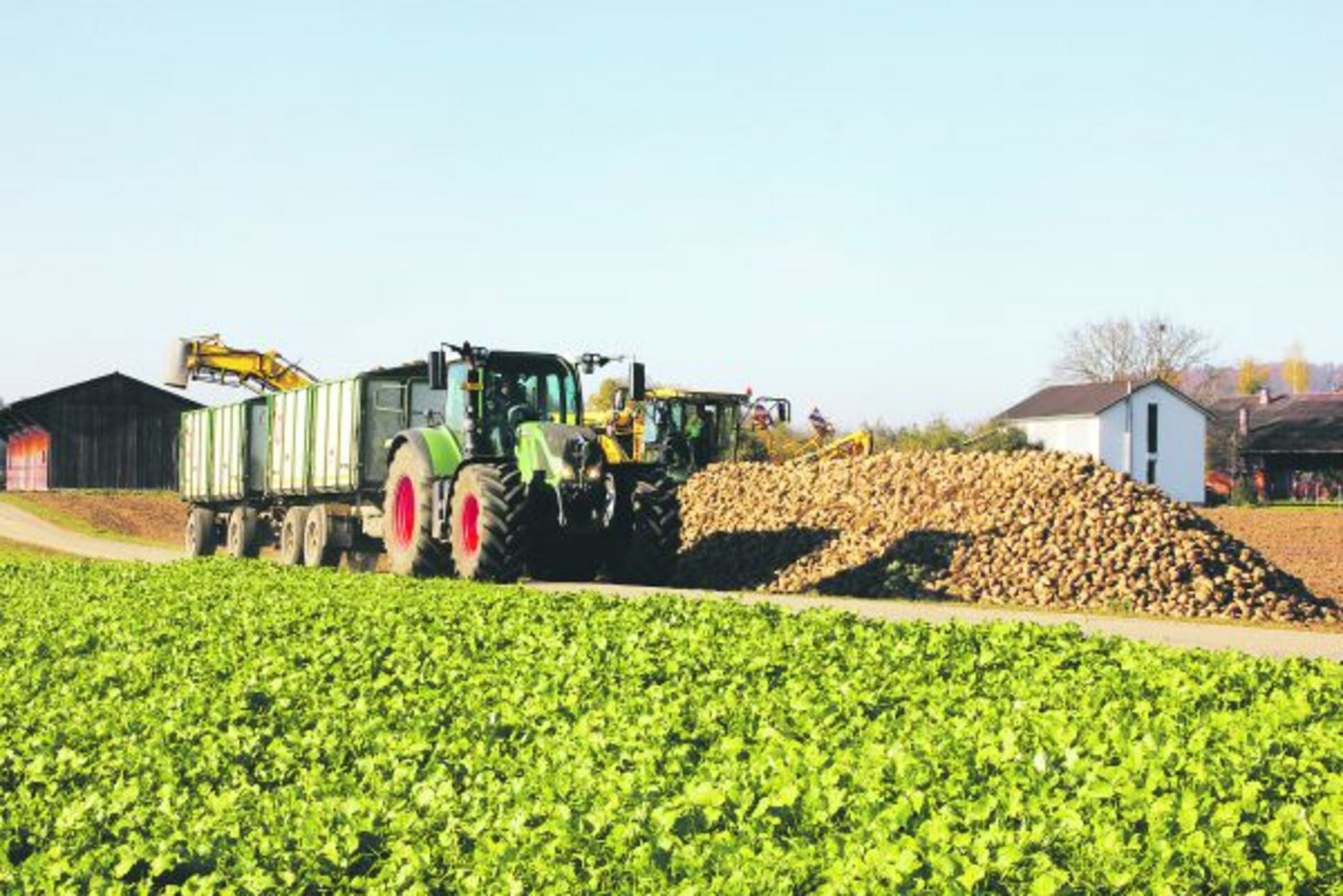 Immer weniger Bauern sind bereit, Zuckerrüben anzubauen. Das führt zu einem Teufelskreis für die ganze Branche, weil so auch die Werke schlechter ausgelastet sind. (Bild RoMü)