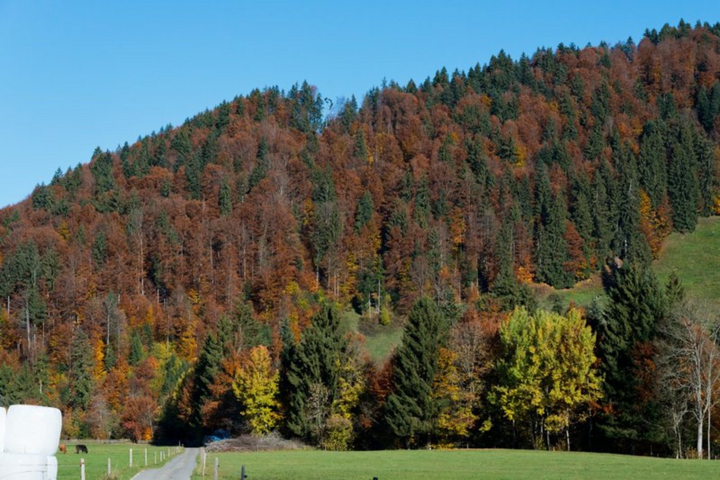 Die Waldbrandgefahr ist in vielen Schweizer Kantonen aktuell ein Problem. (Bild Miriam Kolmann)