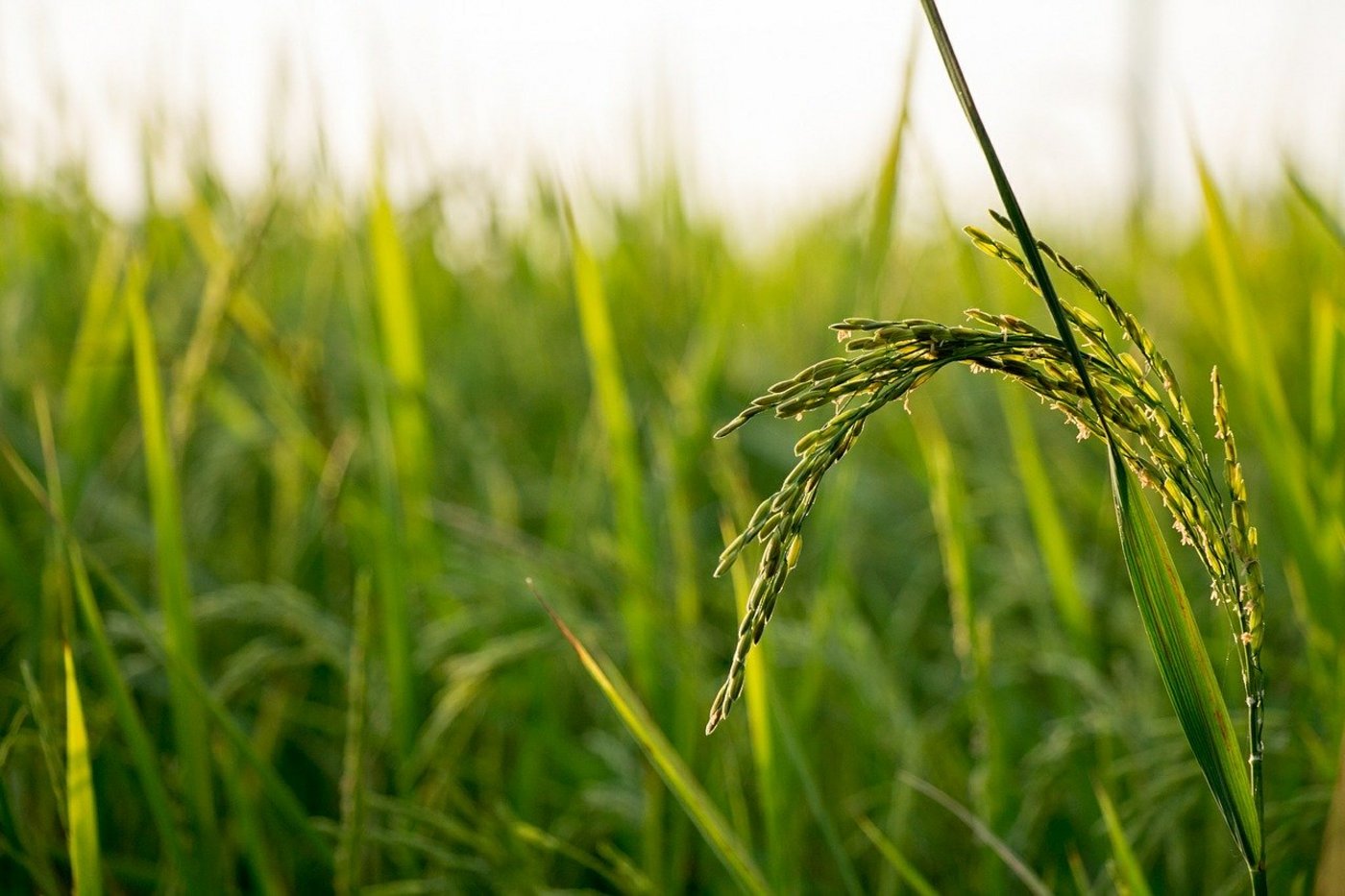 Am häufigsten wurden Antibiotika im Reisanbau in Südostasien empfohlen. In der Schweiz und der EU sind Antibiotika im Pflanzenbau verboten. (Bild PIxabay)
