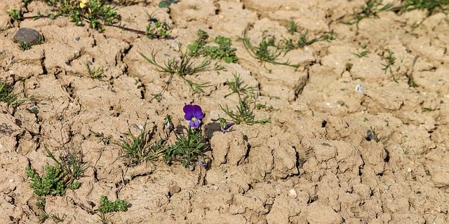 Die Trockenheit des letzten Jahres ist noch nicht ausgestanden: gerade im Mittelland sind die Grundwasserpegel tief. (Bild Pixabay)