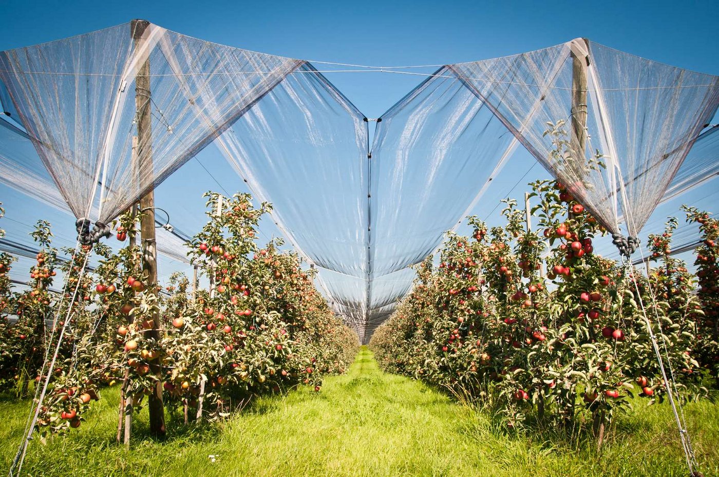 Nicht nur der Schweizer Obstverband, auch Agroscope müsse sich laufend den Veränderungen anpassen. (Symbolbild Fotolia)