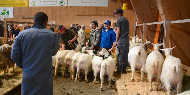 Die Experten rangierten in Wattwil rund 550 Ziegen und Böcke, im Bild die Appenzeller Ziegen. (Bild ag)