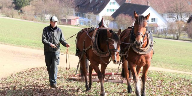 Ernst Rytz und seine beiden Freibergerpferde machen einen Grasstreifen fit für den Frühling. (Bild Ruth Aerni)