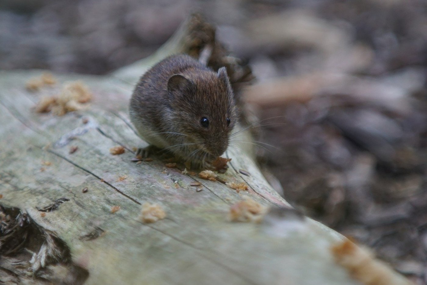 Durch den Klimawandel gibt es in Schweizer Wäldern weniger Fichten und mehr Buchen. Deren Früchte ernähren eine wachsende Mäusepopulation, die wiederum von einer grösseren Anzahl Zecken befallen werden. (Bild Pixabay)