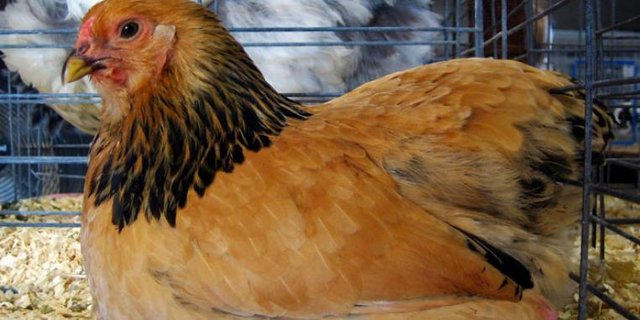 Buff_Brahma_bantam_at_poultry_show-s.jpg