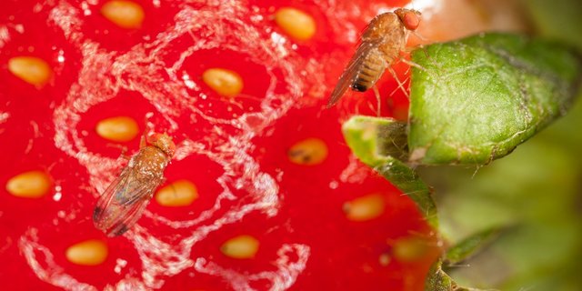 Die Kirschessigfliege kann ohne Bekämpfungsmassnahmen einen Totalschaden anrichten. Deshalb müssen Massnahmen auch nach der Ernte weiterhin verfolgt werden. (Bild Patrik Kehrli, Agroscope)