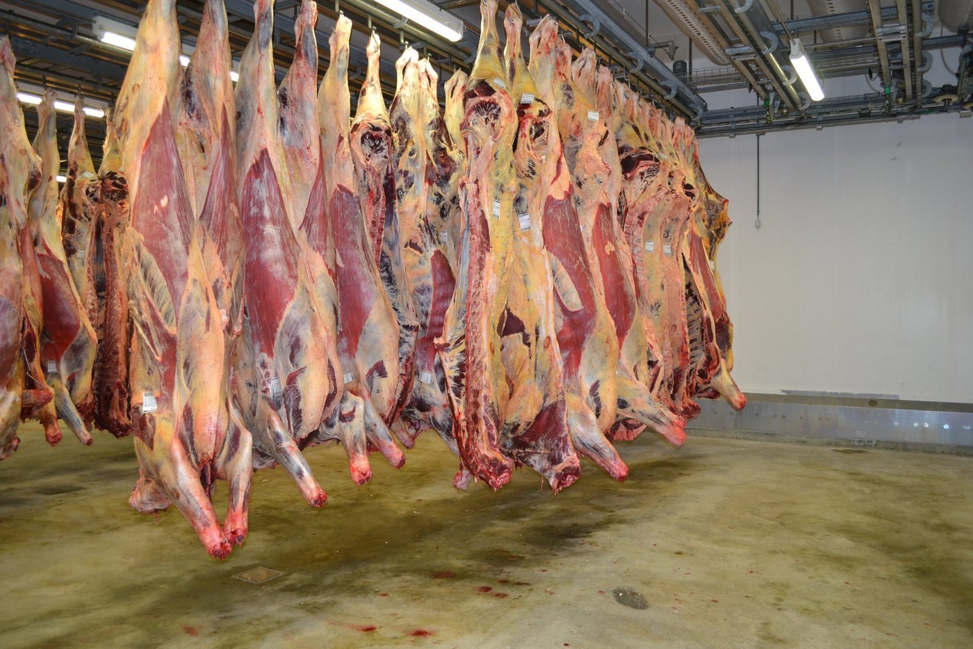 Der Bundesrat will keine Deklarationspflicht einführen für Fleisch aus Ländern, in denen Tiere ohne Betäubung geschlachtet werden dürfen. (Bild Jasmine Baumann)
