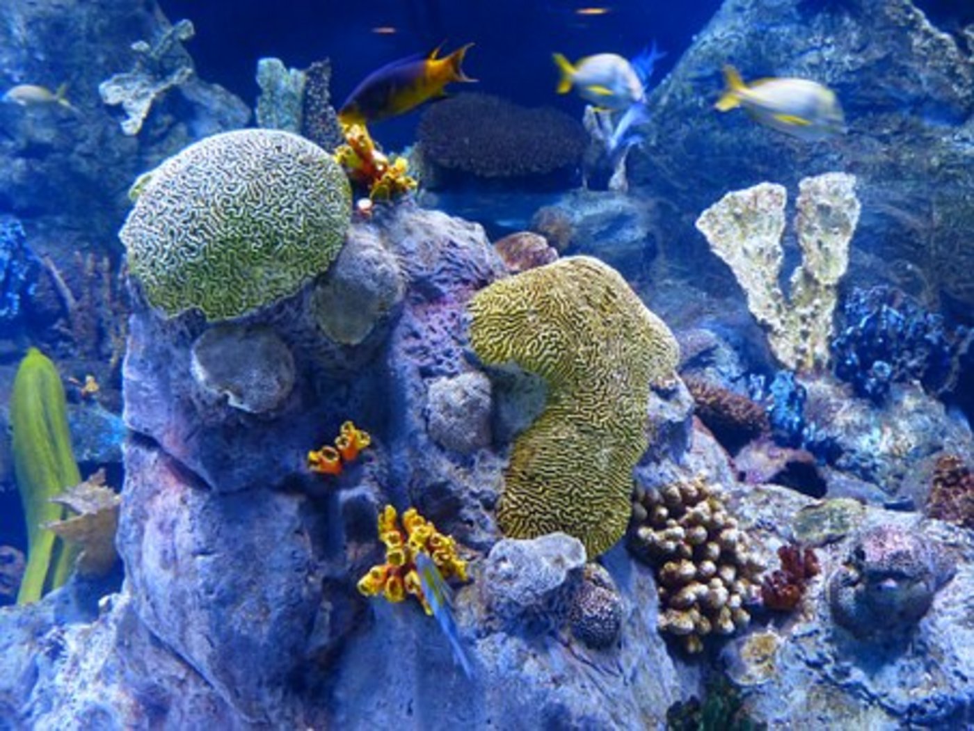 Dem Erdöl ausgesetzte Fische legen ein «betrunkenes» Verhalten an den Tag. (Symbolbild Pixabay)