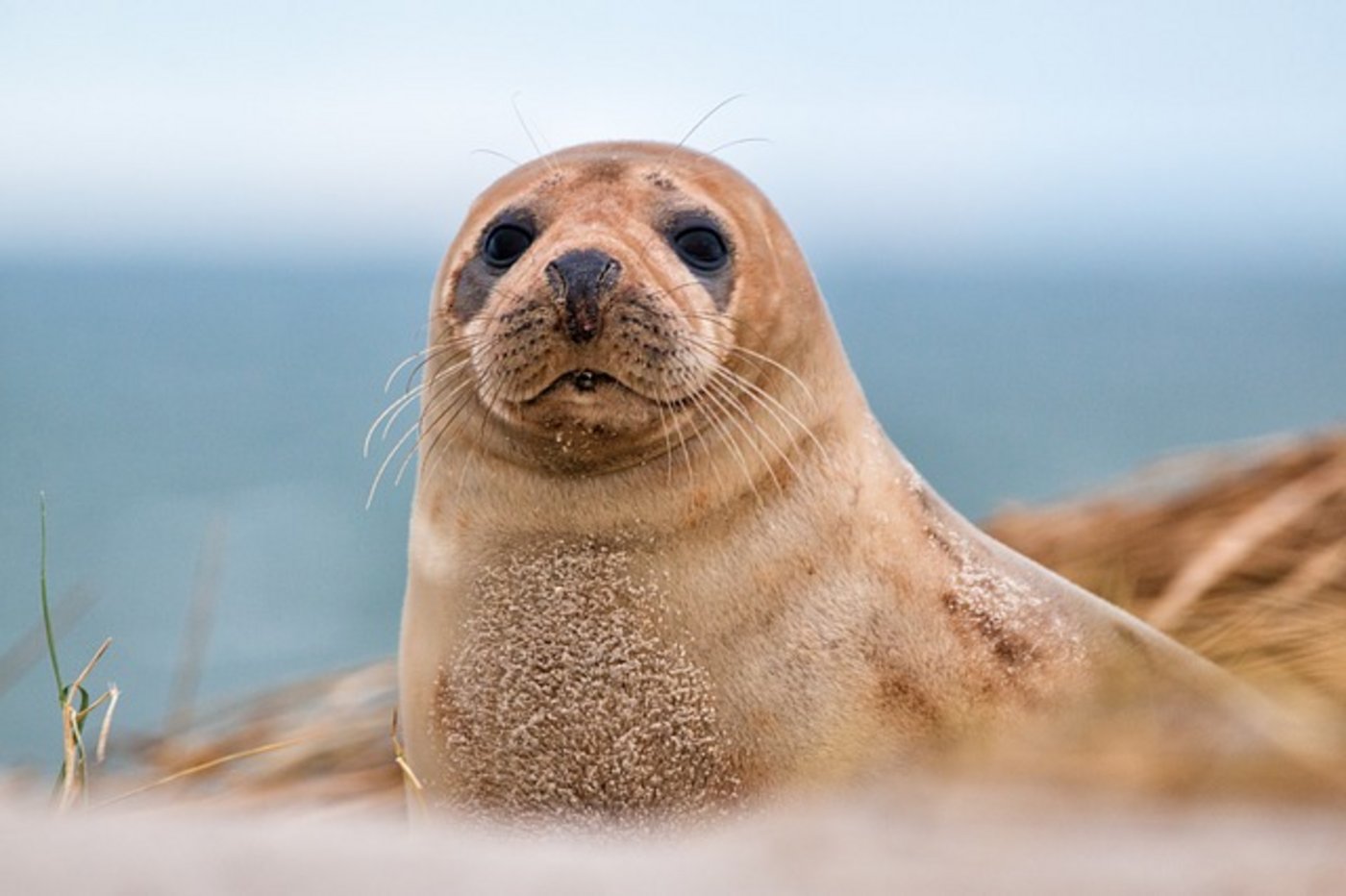 2018 wurde an der Ostsee wieder ein Kegelrobben-Baby geboren, nachdem die Kegelrobben dort beinahe ausgerottet wurden. (Bild pixabay)