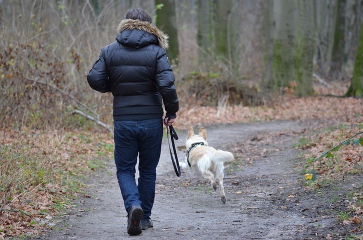 Die Hunde dürfen weiterhin im Wald von der Leine gelassen werden. (Bild pixabay)