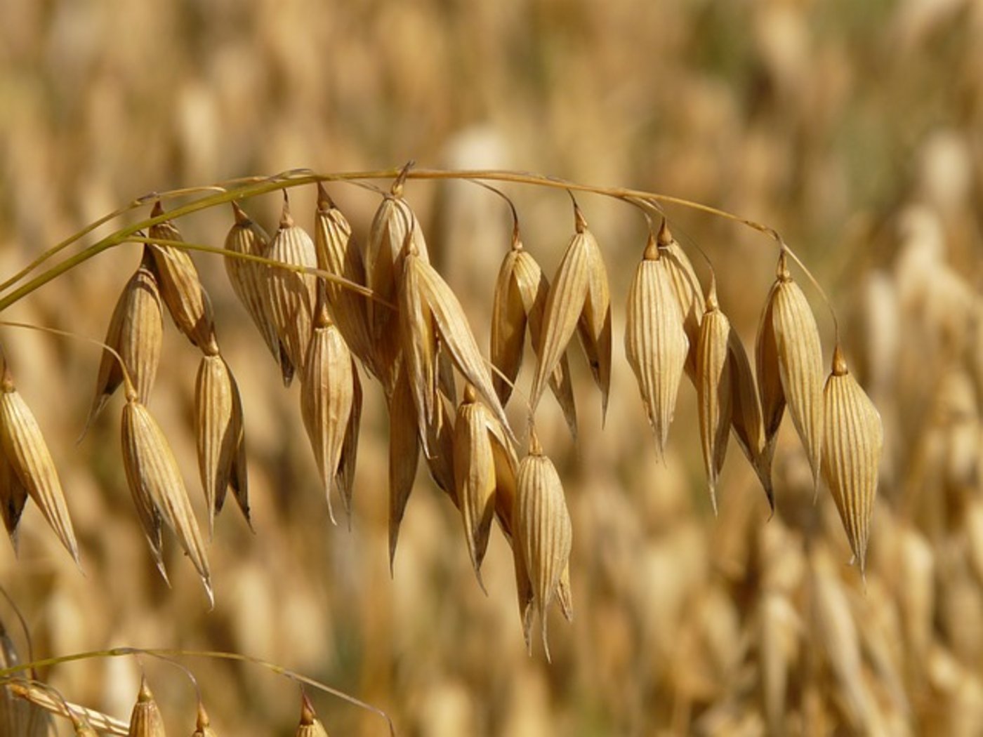 Pflanzen brauchen genügend Phosphat für gesundes Wachstum. Die Schweiz könnte sich damit selbst versorgen. (Bild Pixabay) 
