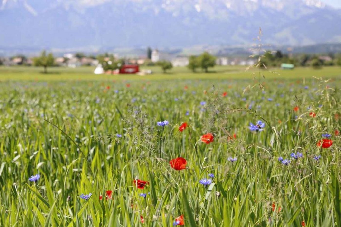 Im Vergleich zu 2017 ist die Zahl der Bio-Betriebe in Bayern um neun Prozent gestiegen. (Bild lid)