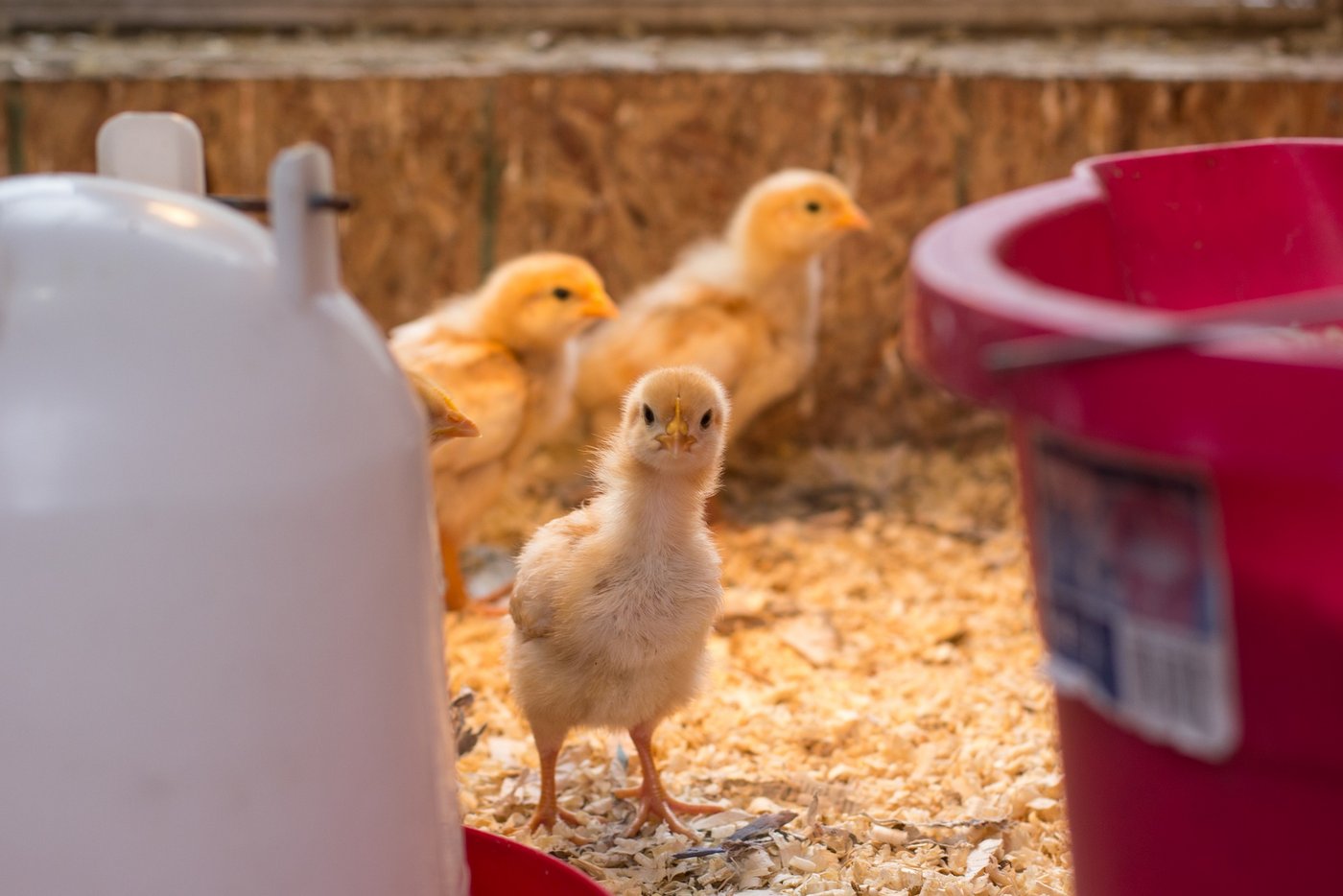 Kranke und/oder verletzte Tiere müssen ihrem Zustand entsprechend behandelt oder fachgerecht getötet werden. Dies ist ein Grundsatz der Tierschutzgesetzgebung. (Symbolbild Pixabay)