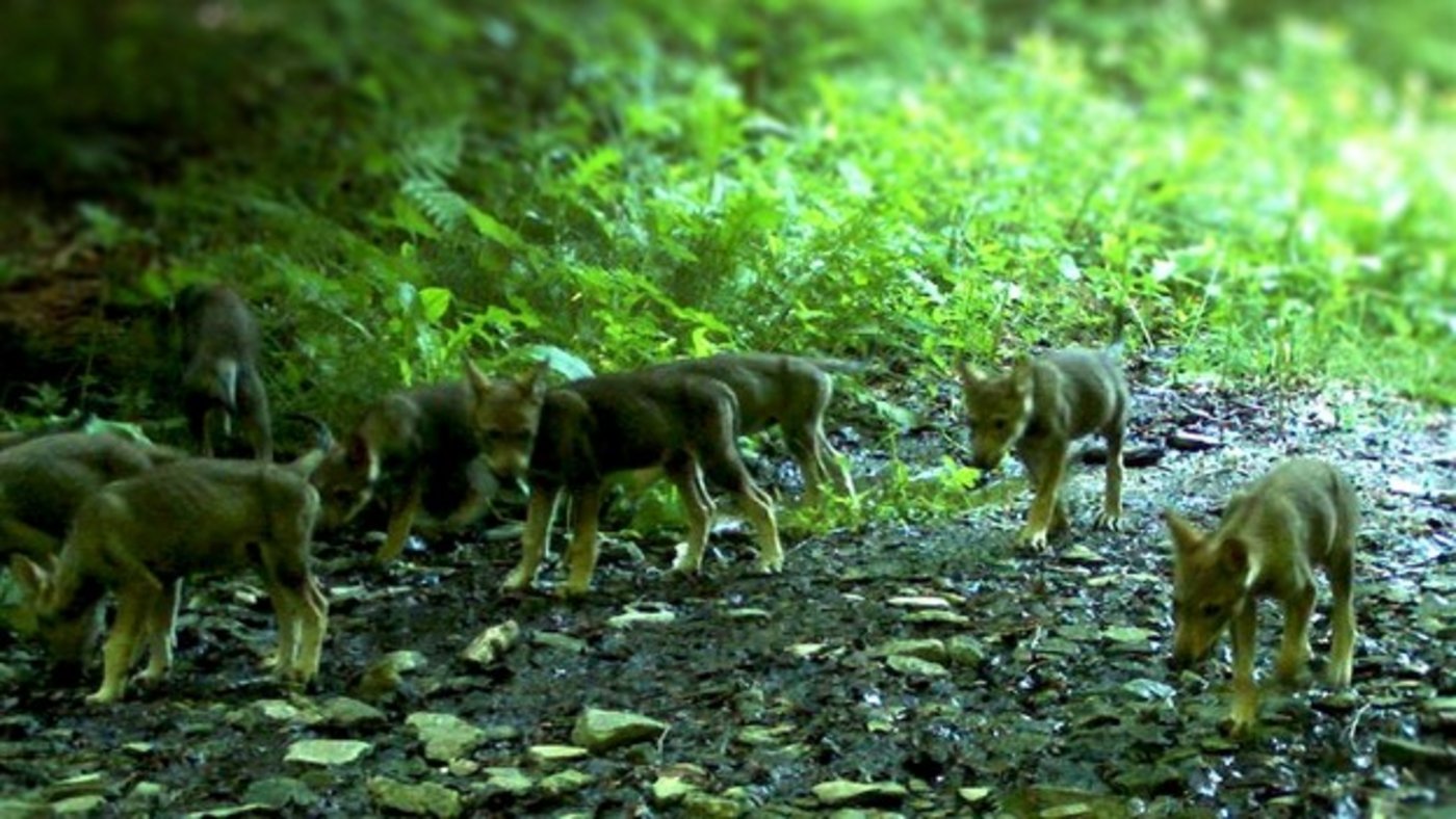 Erneut streifen Wolfswelpen durchs Calanda-Gebiet. (Bild Kanton Graubünden)