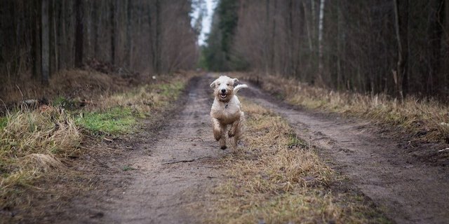 In Wäldern sollen sich Hundehalter an die Leinenpflicht halten, findet Corina Marti. So liessen sich Unfälle zwischen Hunden und Rehkitzen verhindern. (Symbolbild Pixabay)