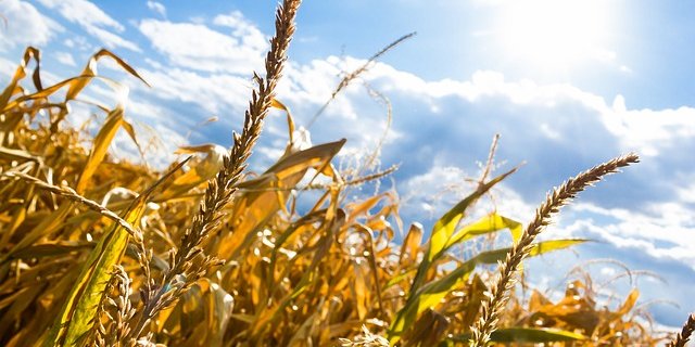 Obwohl die Witterung seit Ende April auch in Polen wechselhafter geworden ist, wächst regional die Sorge wegen einer möglichen Dürre. (Bild Pixabay)