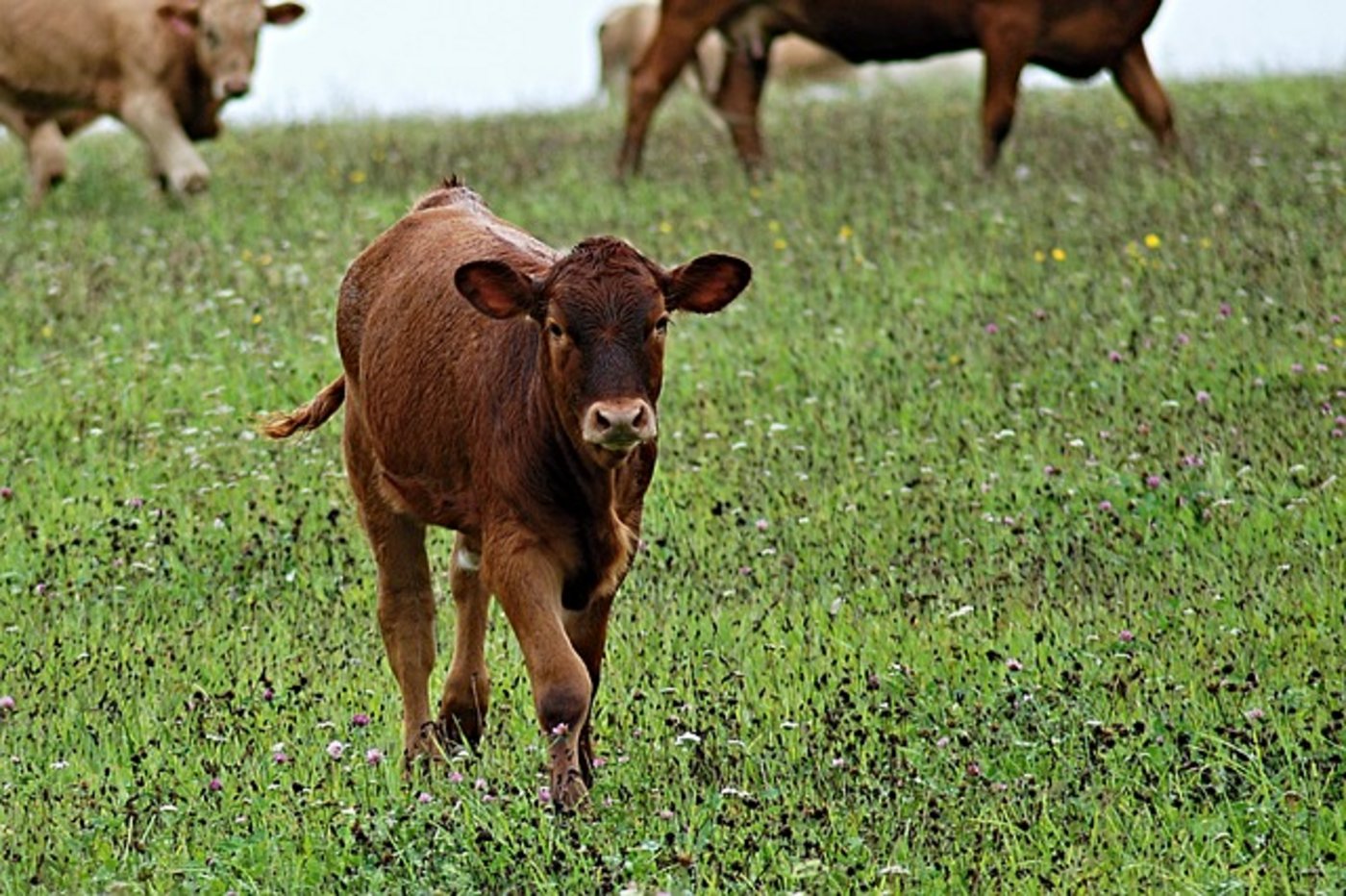 Ein Kalb in Graubünden sorgte auf der Autostrasse für Furore, überlebte aber unverletzt. (Bild pixabay)