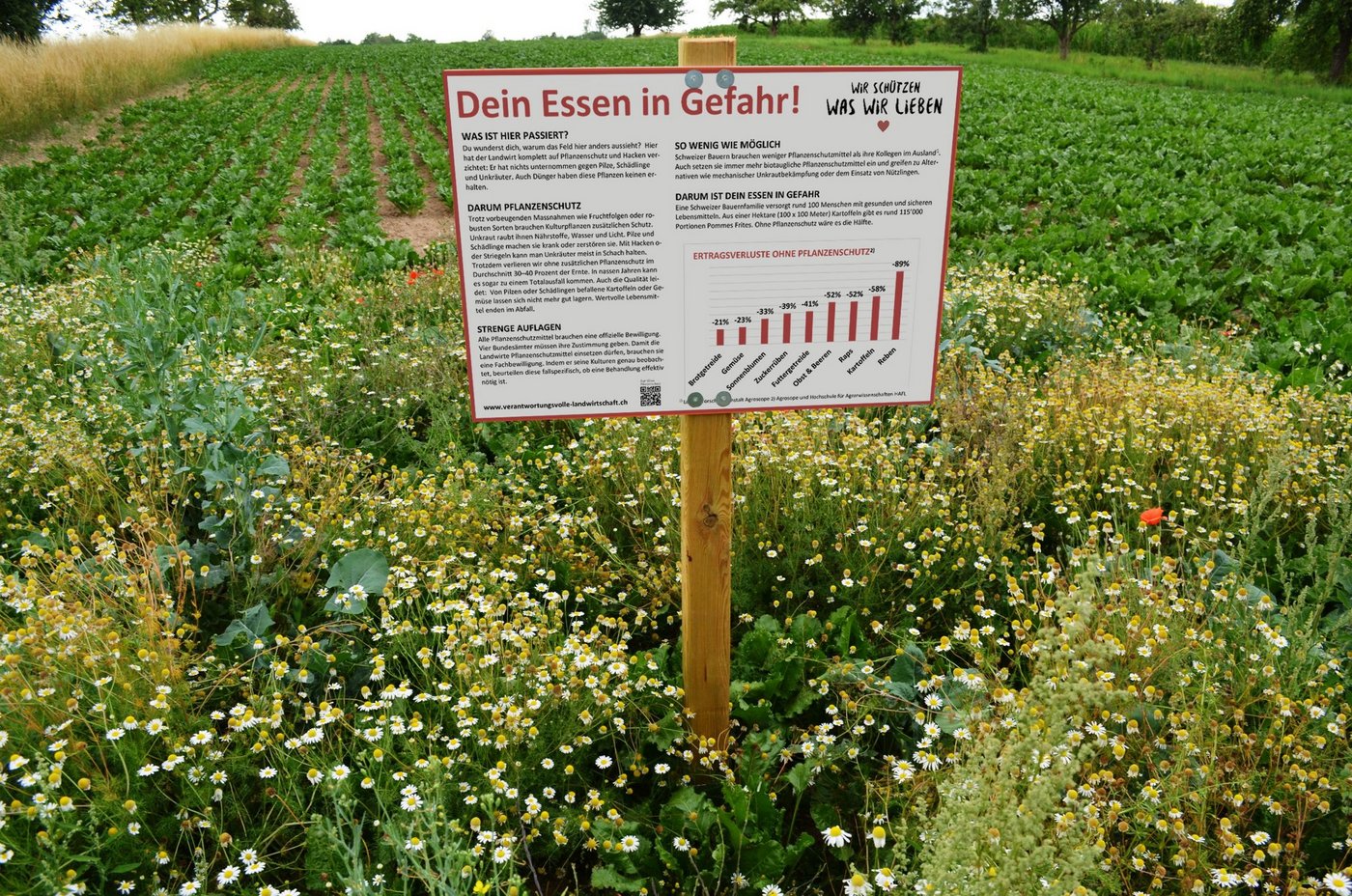 So wird die SBV-Beschilderung einer Nullparzelle aussehen. Sie soll die Bevölkerung über die Dringlichkeit des Pflanzenschutzes aufklären. (Bildmontage SBV)