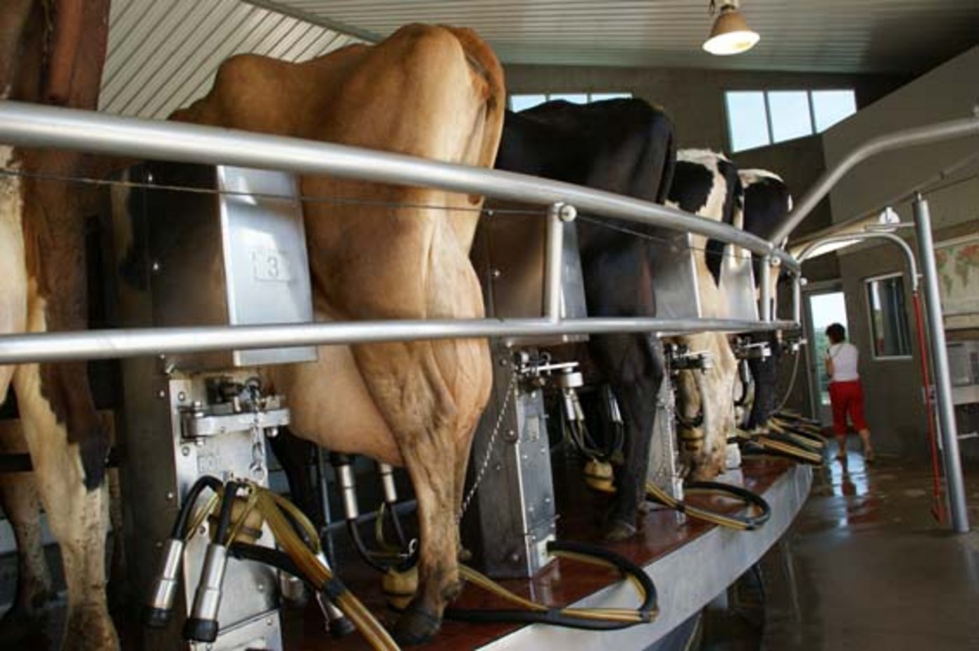 Die durchschnittliche Milchleistung je Bundesland reicht von 7'700 kg/Jahr bis 9'500 kg/Jahr. (Bild lid)