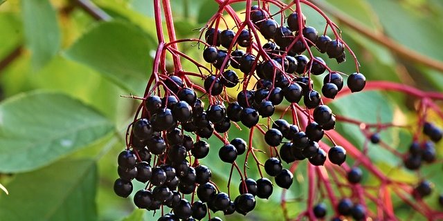 Holunder oder "Houdere" muss vor dem Essen erhitzt werden. (Bild Pixabay)