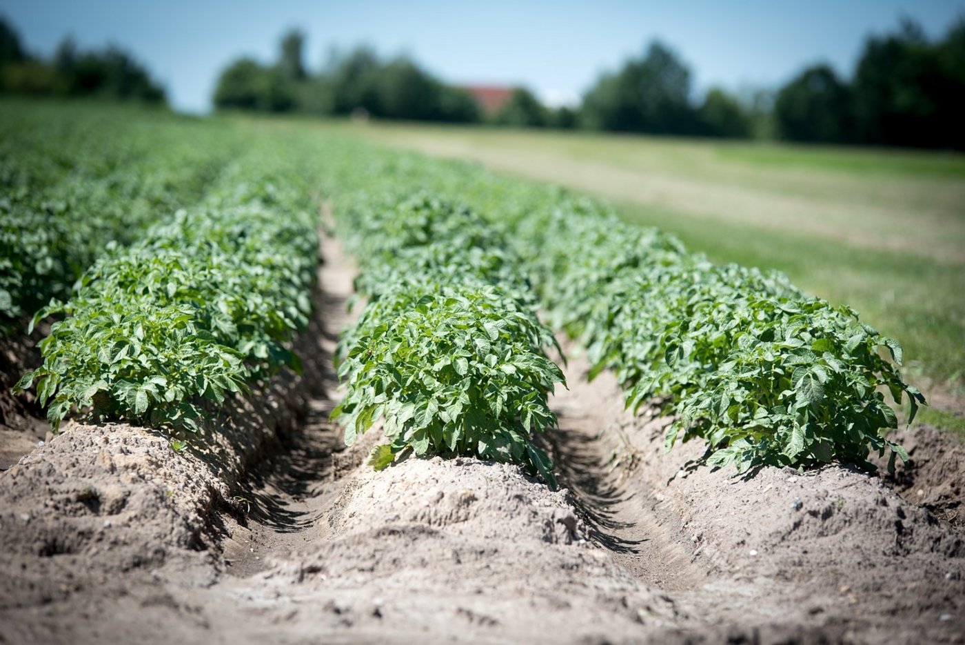 Heuer wurden in Deutschland 2,4% mehr Kartoffeln angebaut. (Bild Pixabay)