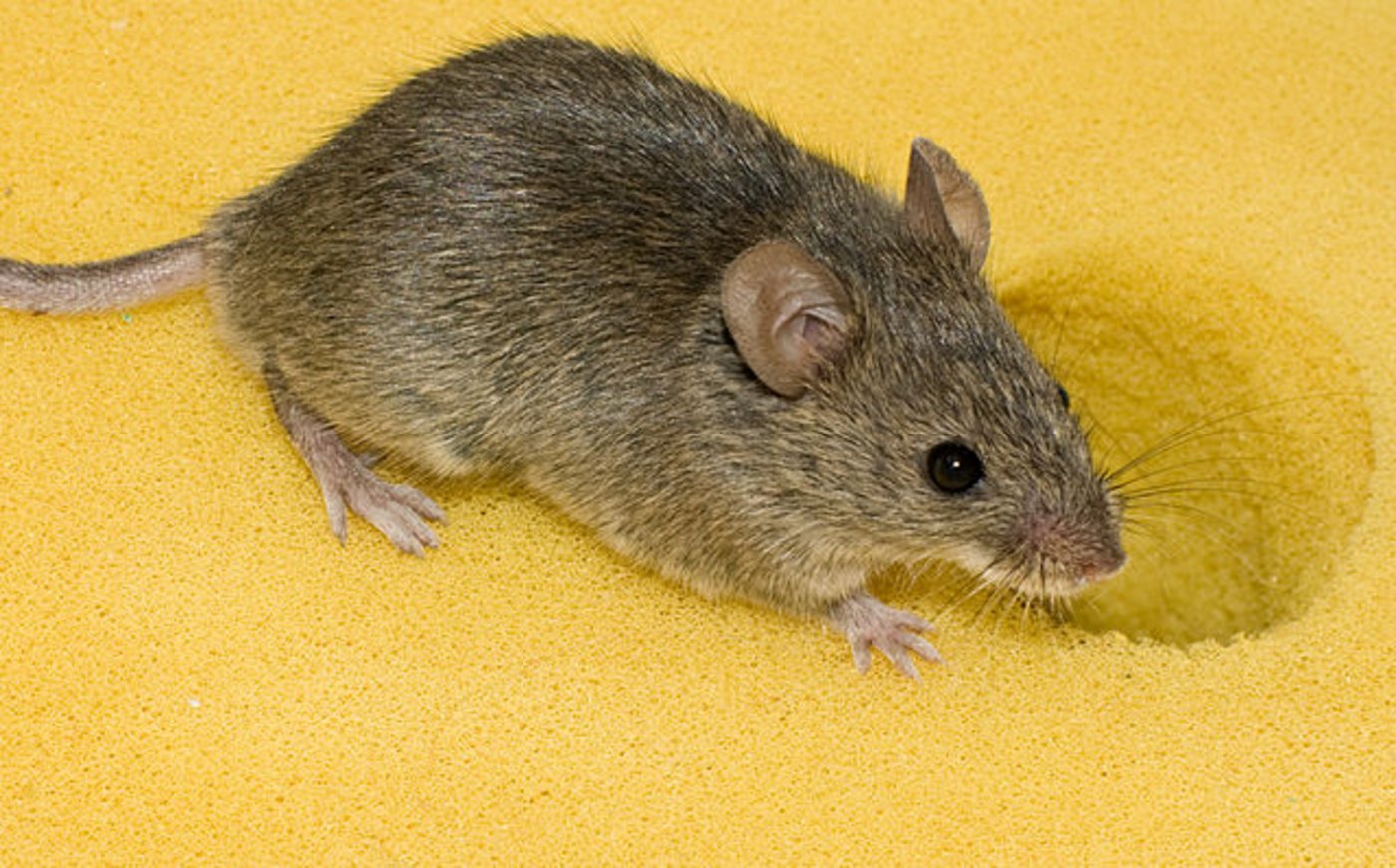 Eine Hausmaus. (Bild George Shuklin)