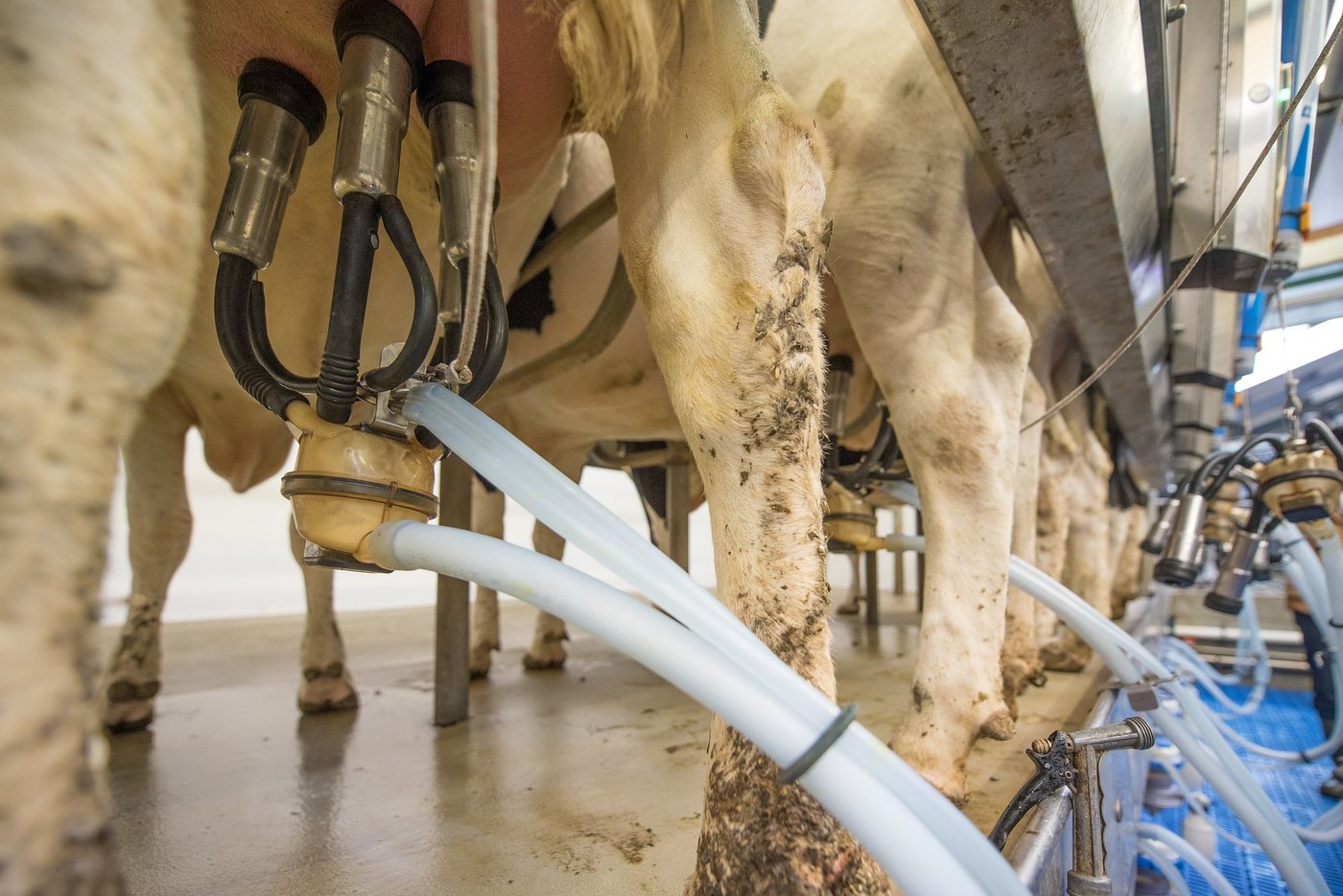 Was bei einer B-Milch-Freiwilligkeit aus der Segmentierung werden würde, scheint nicht ganz klar zu sein. (Bild Pixabay)