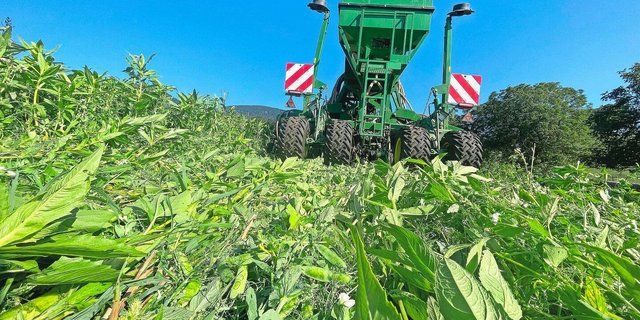 Hier hat Elias Z’Rotz den Futterweizen direkt in eine stehende Gründüngung eingesät. Vom Arbeitsaufwand her ein schnelles Verfahren. Mit der Direktsaat kann Familie Z’Rotz Kosten in Form von Treibstoff, Arbeitsaufwand und Maschinenverschleiss einsparen. 