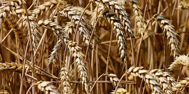 Die Klimaanpassungsfähigkeit von Weizen in den EU-Ländern nimmt laut Forschern ab. (Bild Pixabay)