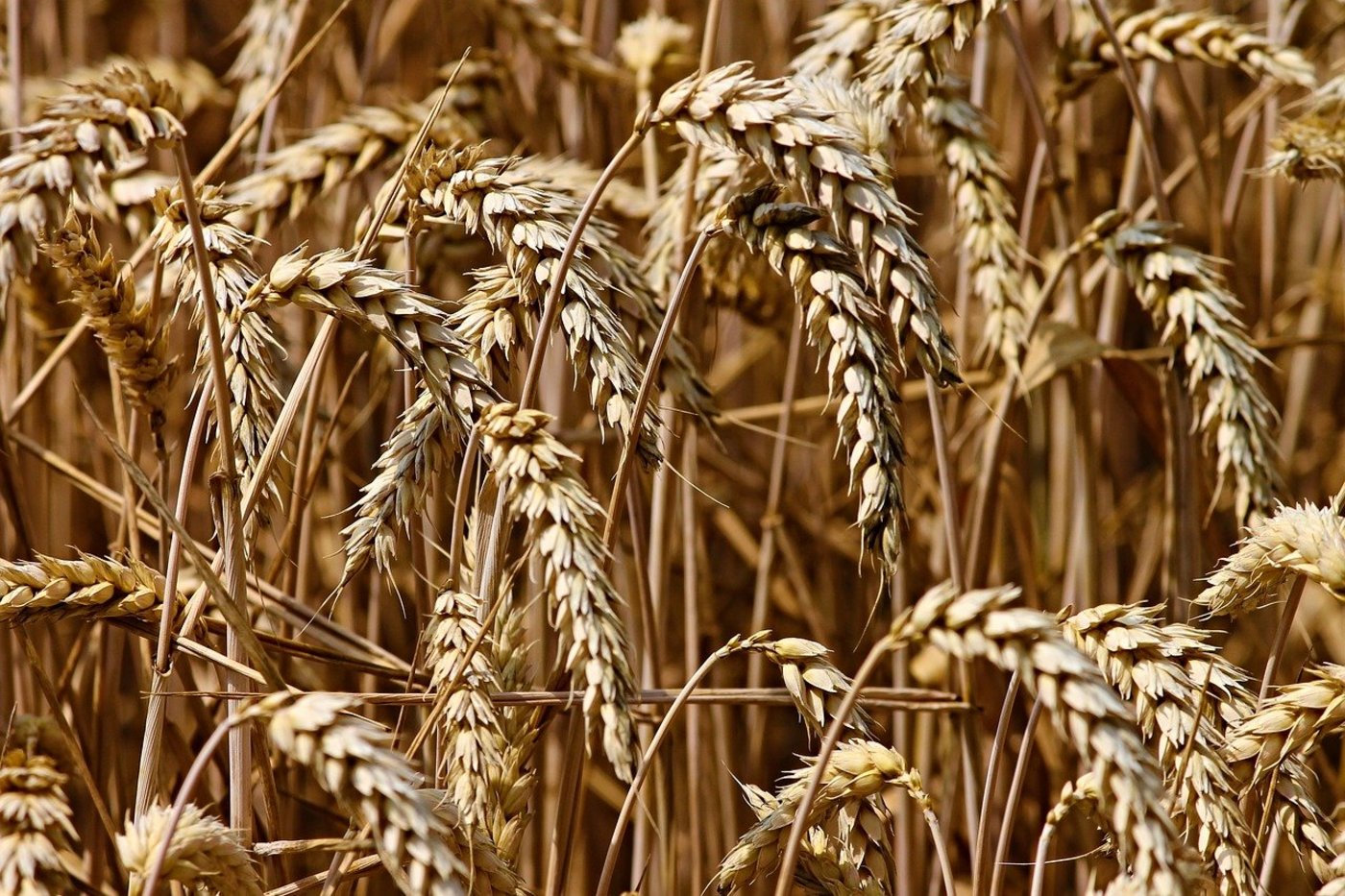 Die Klimaanpassungsfähigkeit von Weizen in den EU-Ländern nimmt laut Forschern ab. (Bild Pixabay)