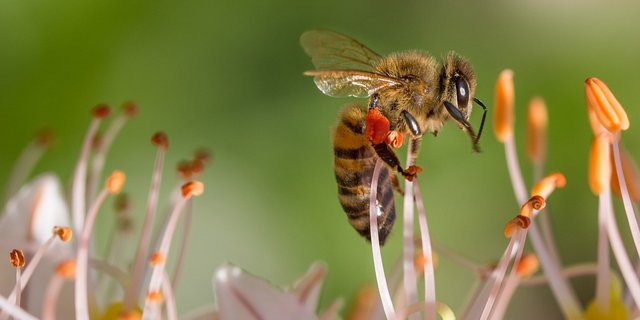 Im Winter 2017/2018 fielen die Verluste bei den Bienen durchschnittlich aus. (Bild Pixabay)