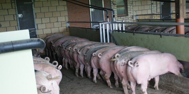 Kriminelle verbreiteten in China absichtlich die Afrikanische Schweinepest. (Symbolbild, lid / ji)