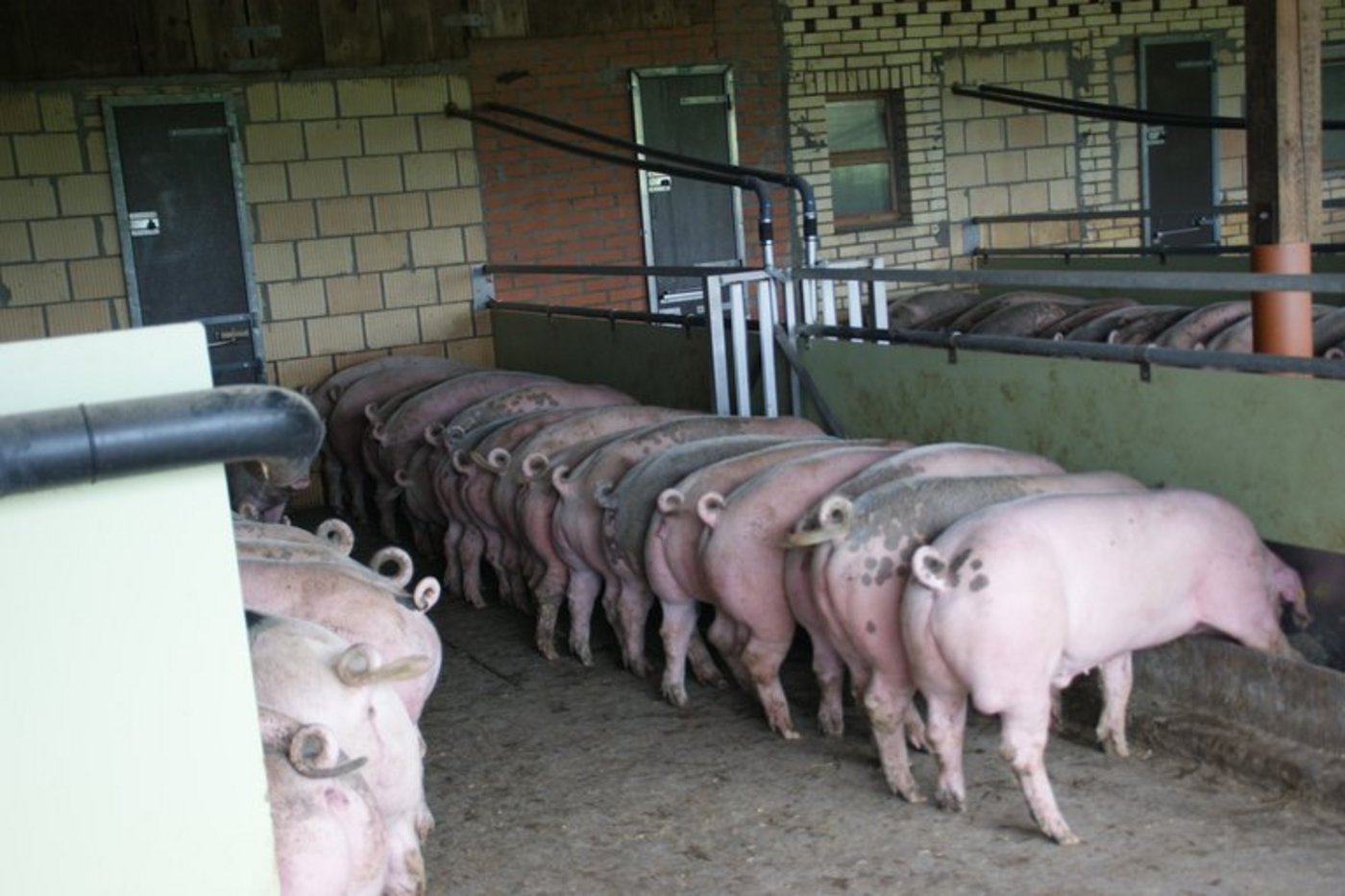 Kriminelle verbreiteten in China absichtlich die Afrikanische Schweinepest. (Symbolbild, lid / ji)