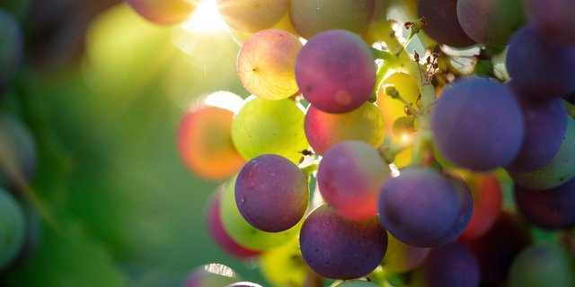 Die meisten der Umfrage-Teilnehmenden kaufen ihren Wein beim Winzer oder im Supermarkt. Entsprechend gross ist die Rolle des Verkäufers oder der Verkäuferin bei Degustationen, um die Kundschaft über Weine zu informieren. (Bild Bru-nO/Pixabay)