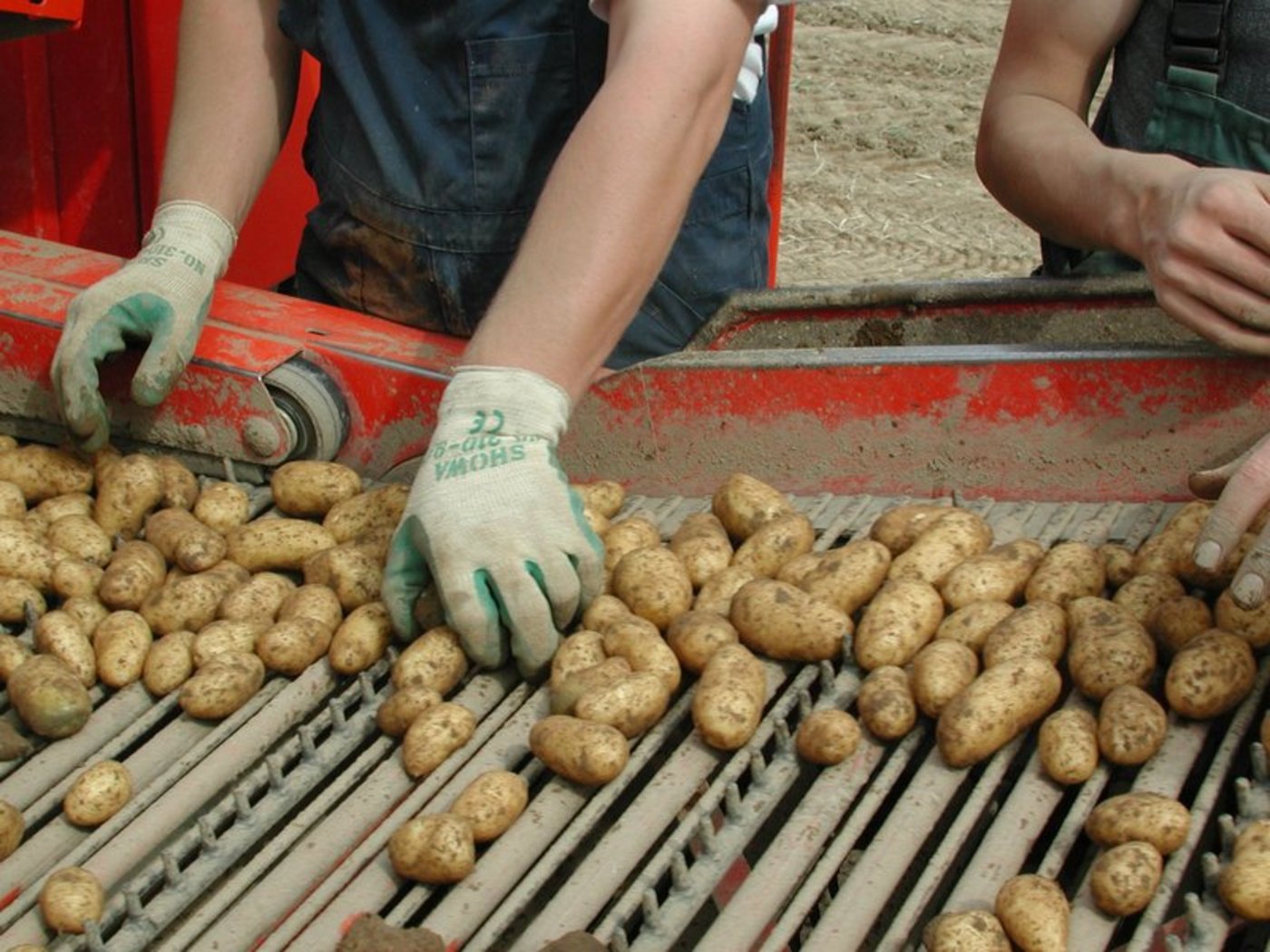 Heuer rollten mehrheitlich schöne Kartoffeln über das Samro-Förderband. (Bild BauZ)
