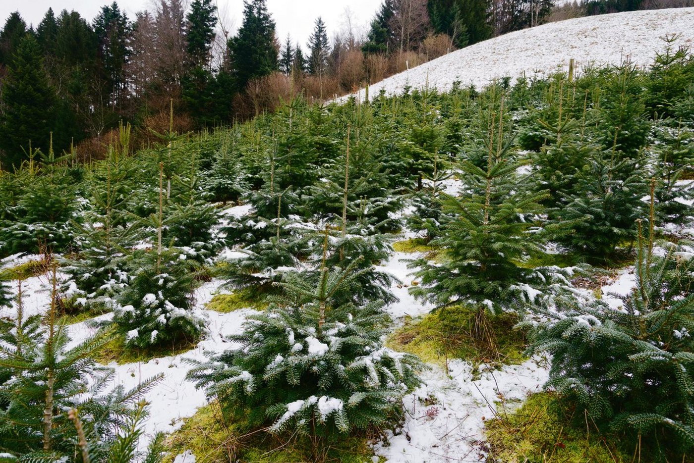 Für den Anbau von Christbäumen gibt es seit 2014 keine Direktzahlungen mehr. Es deutet nicht viel darauf hin, dass sich mit der AP 22+ daran etwas ändern wird.(Bild Miriam Kolmann/zVg)