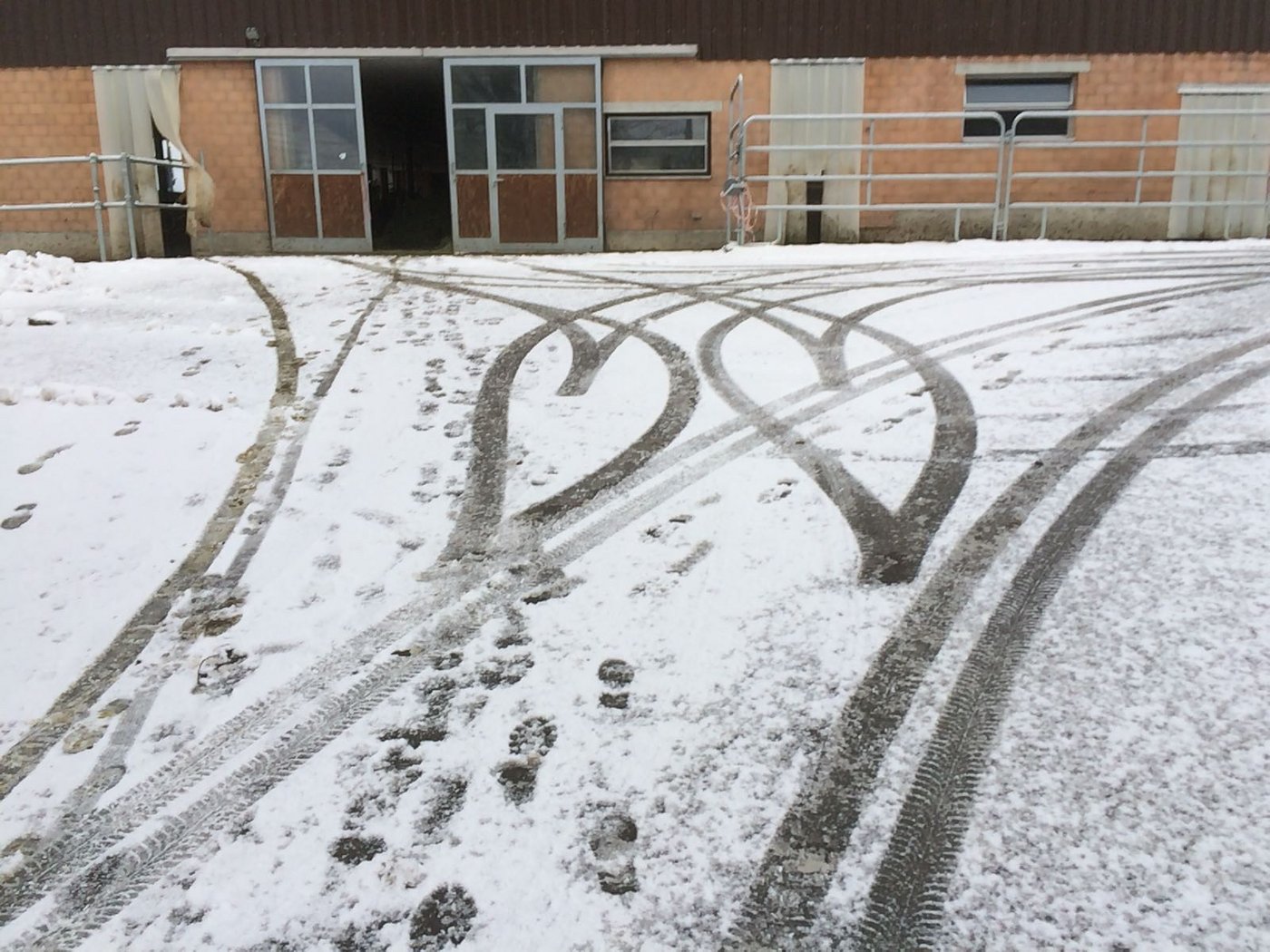 Einer der letztjährigen Schnappschüsse: „So herzlich kann der Besuch eines Swissgenetics-Besamers sein“. (Bild Richard Schmid)