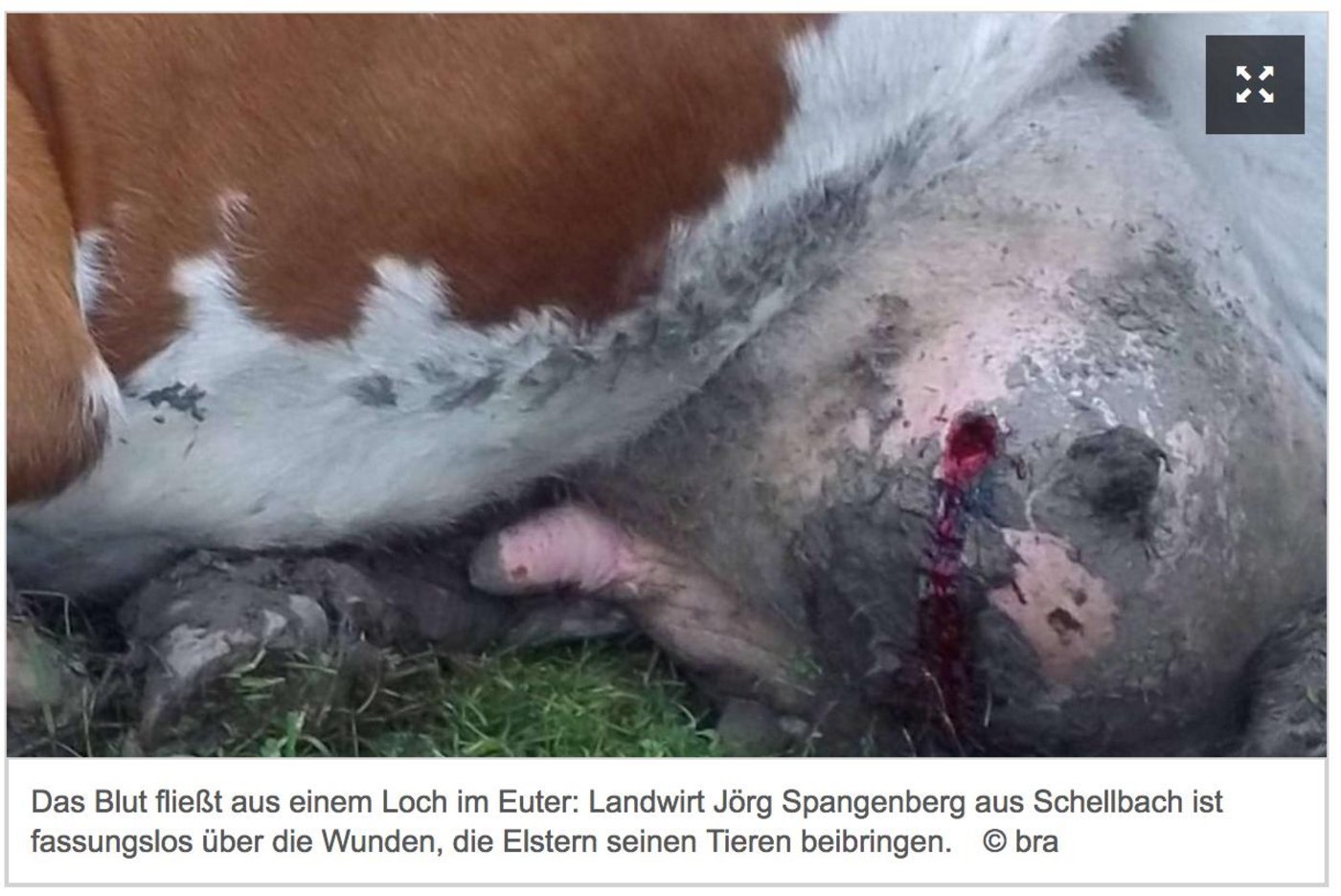 Tiefe Wunden: Das Euter einer betroffenen Kuh. (Bild Screenshot HNA.de)