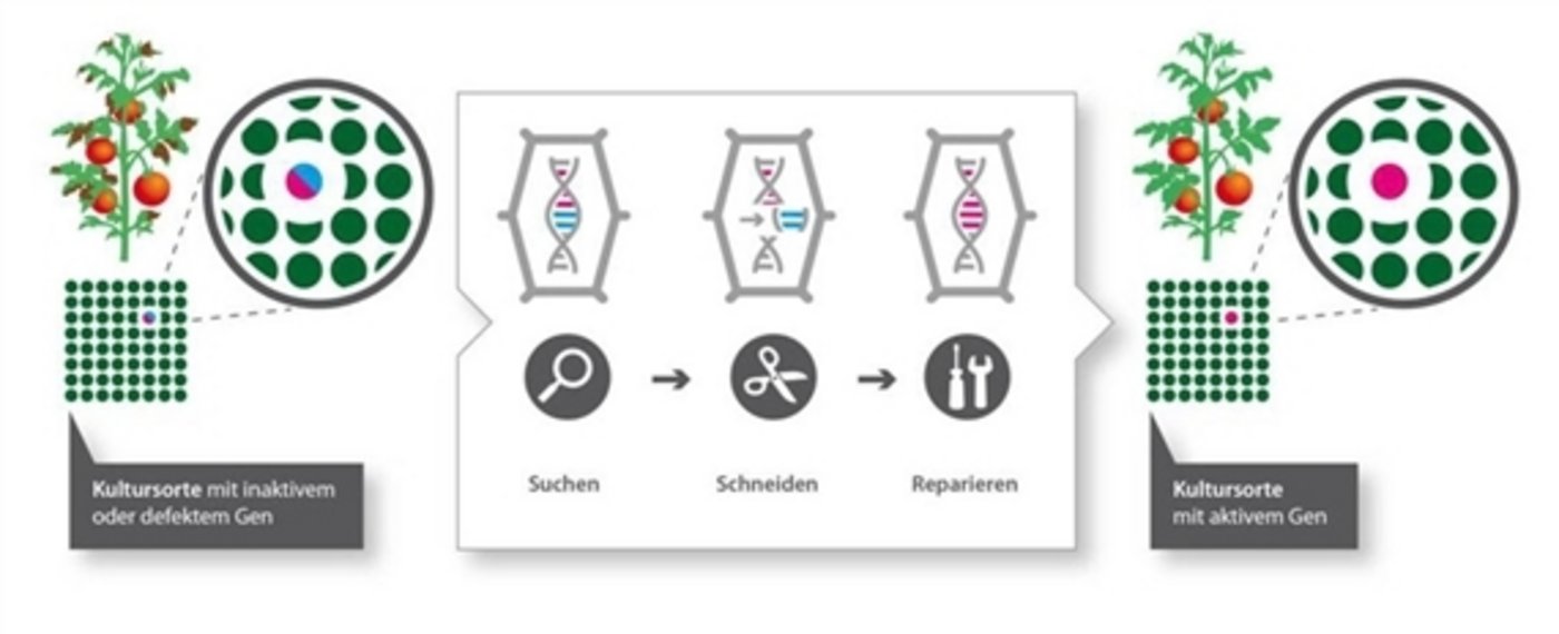 Mit Crispr-Cas lassen sich Gene punktgenau aus Organismen herausscheiden. (Grafik transgen.de) 