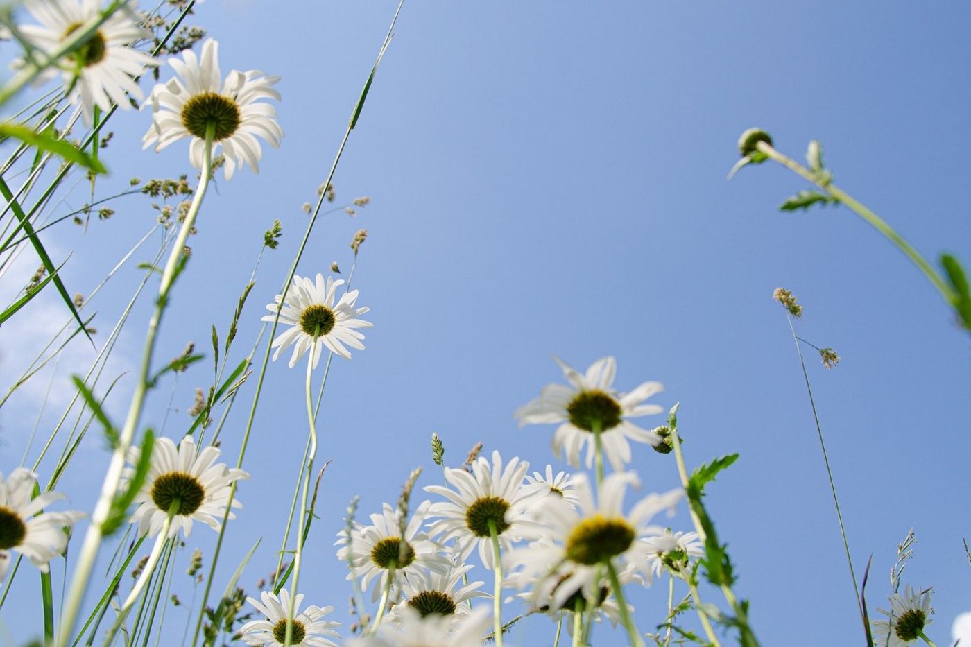 In diesem Jahr gab es unbestritten viel Sonne und Wärme im Sommer. Auf der Alpennordseite fehlte aber etwa ein Viertel der üblichen Regenmenge. (Bild Pixabay)