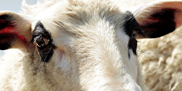 Trotz einer Schnellbremsung wurde ein Schaf bei der Kollision mit dem Zug getötet. (Symbolbild Pixabay)