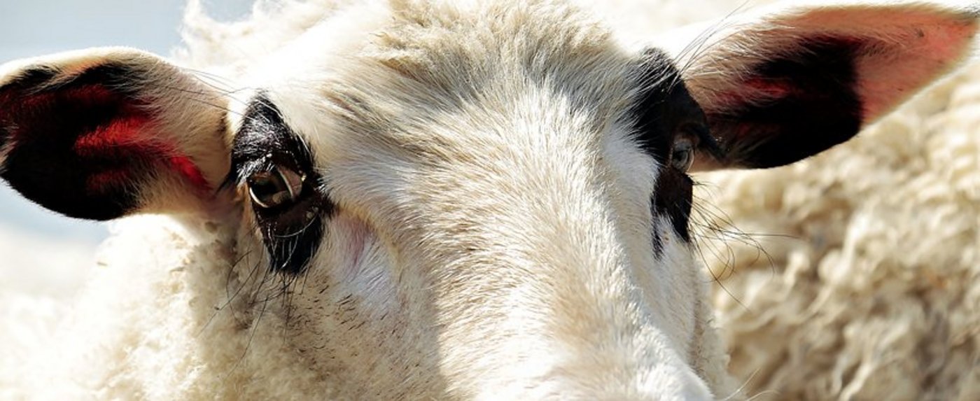 Trotz einer Schnellbremsung wurde ein Schaf bei der Kollision mit dem Zug getötet. (Symbolbild Pixabay)