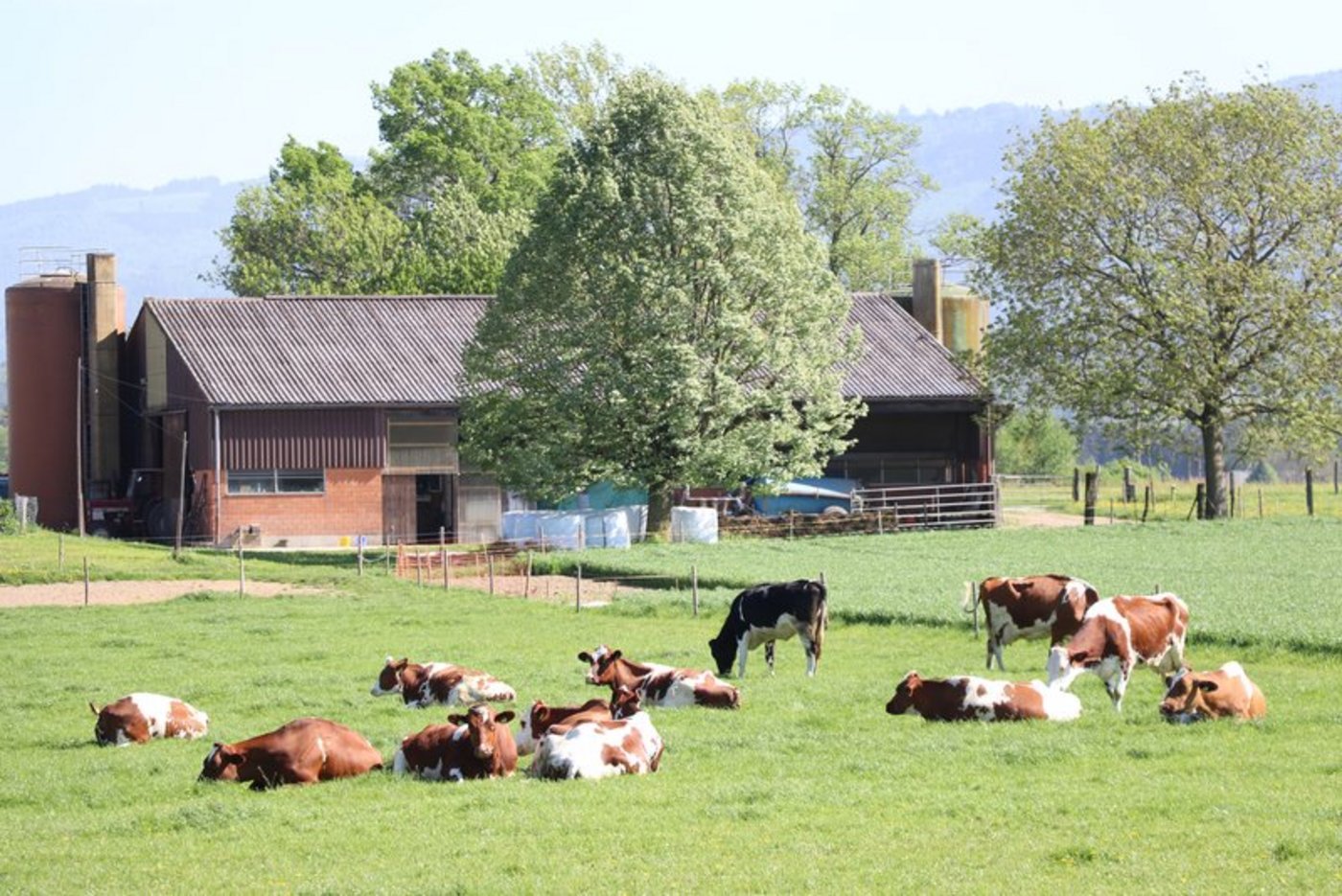 Eine Gemeinsamkeit der beiden Initiativen ist, dass sie das Tierwohl fördern wollen. (Symbolbild Ruth Aerni)