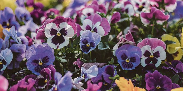 Stiefmütterchen gibt es in vielen Farbnuancen. Sie bringen früh im Jahr Farbe in den Garten. 