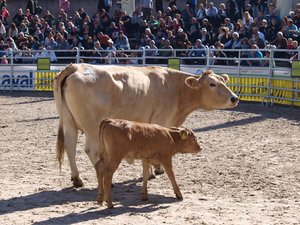 Olma: Erstmals alle Fleischrinder verkauft 1) Für Davina und ihr Kalb wurden 4500 Franken bezahlt. (Bilder Mario Tosato)
