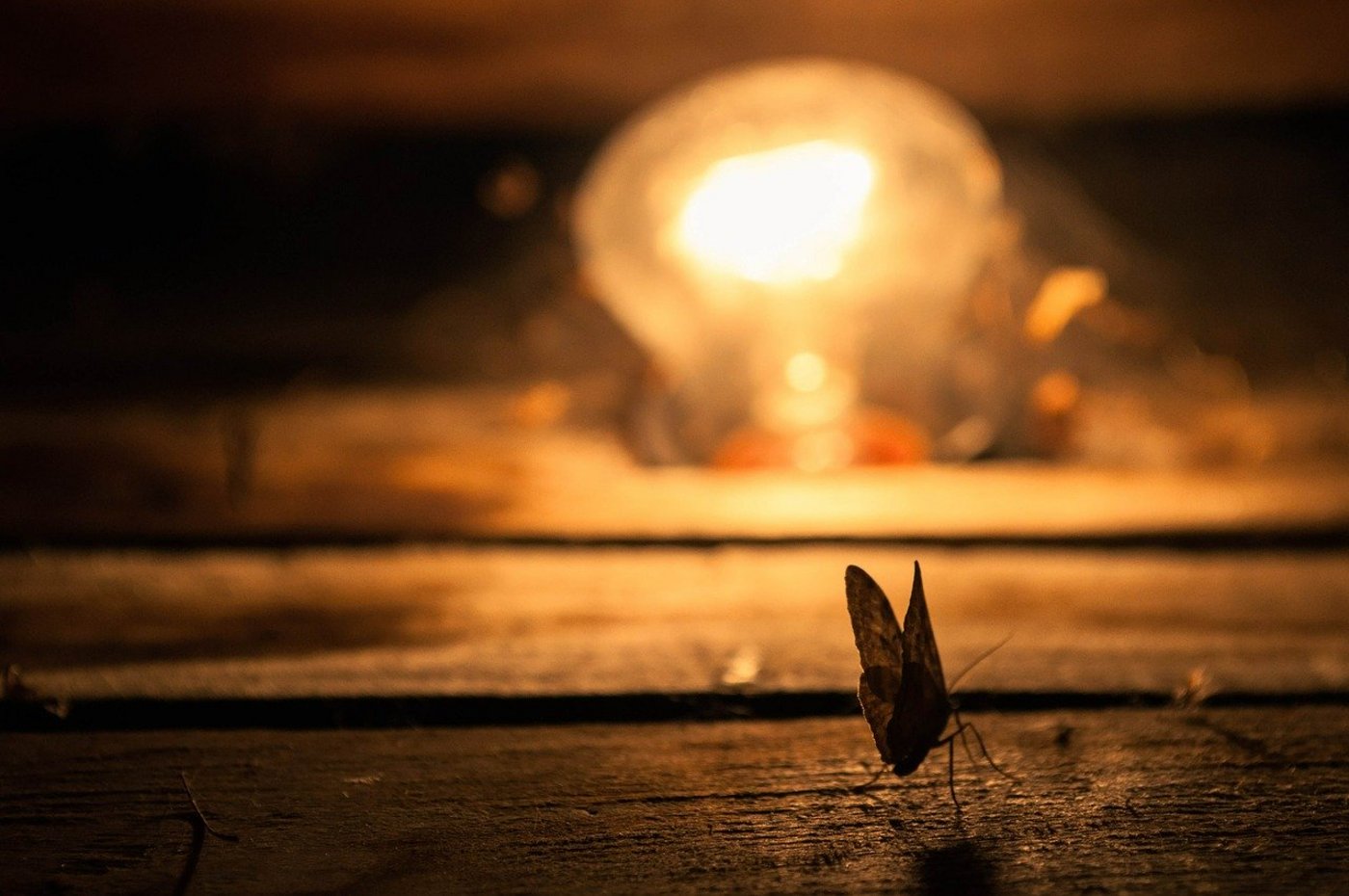 Früher sind Insekten in der Nähe heisser Lampen verbrannt oder darin gefangen verendet. Heute bleiben sie bei der Lichtquelle, statt sich zu paaren, verhungern dort oder...