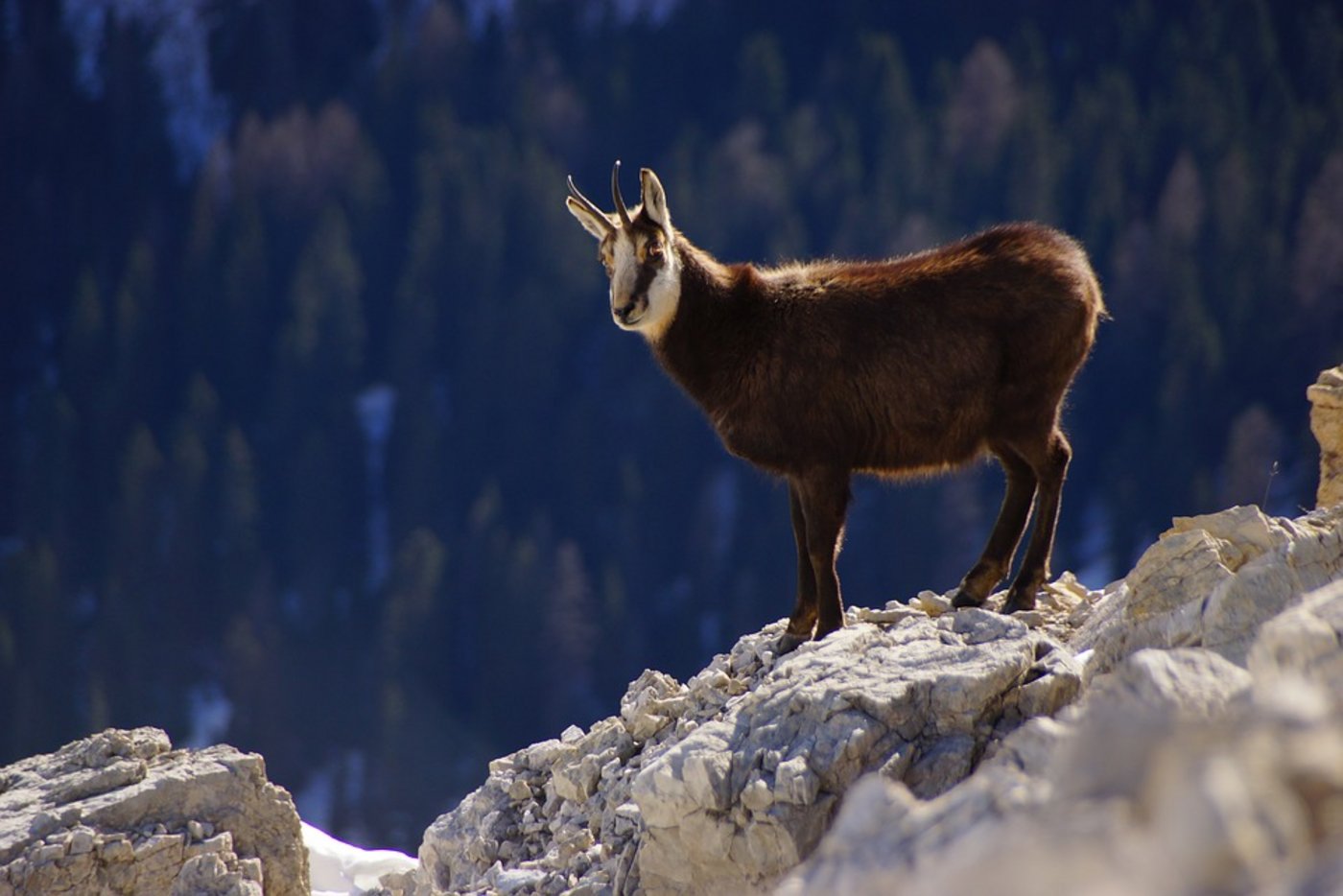 In diesem Jahr sollen weniger Gämsen zur Jagd freigegeben werden, damit sich die Bestände erholen können. (Bild Pixabay)