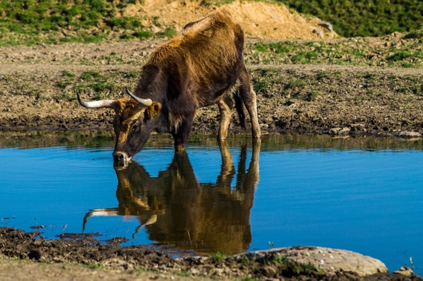 19 Heckrinder wie dieses wurden 2015 im Naturschutzgebiet freigelassen. (Symbolbild Pixabay)