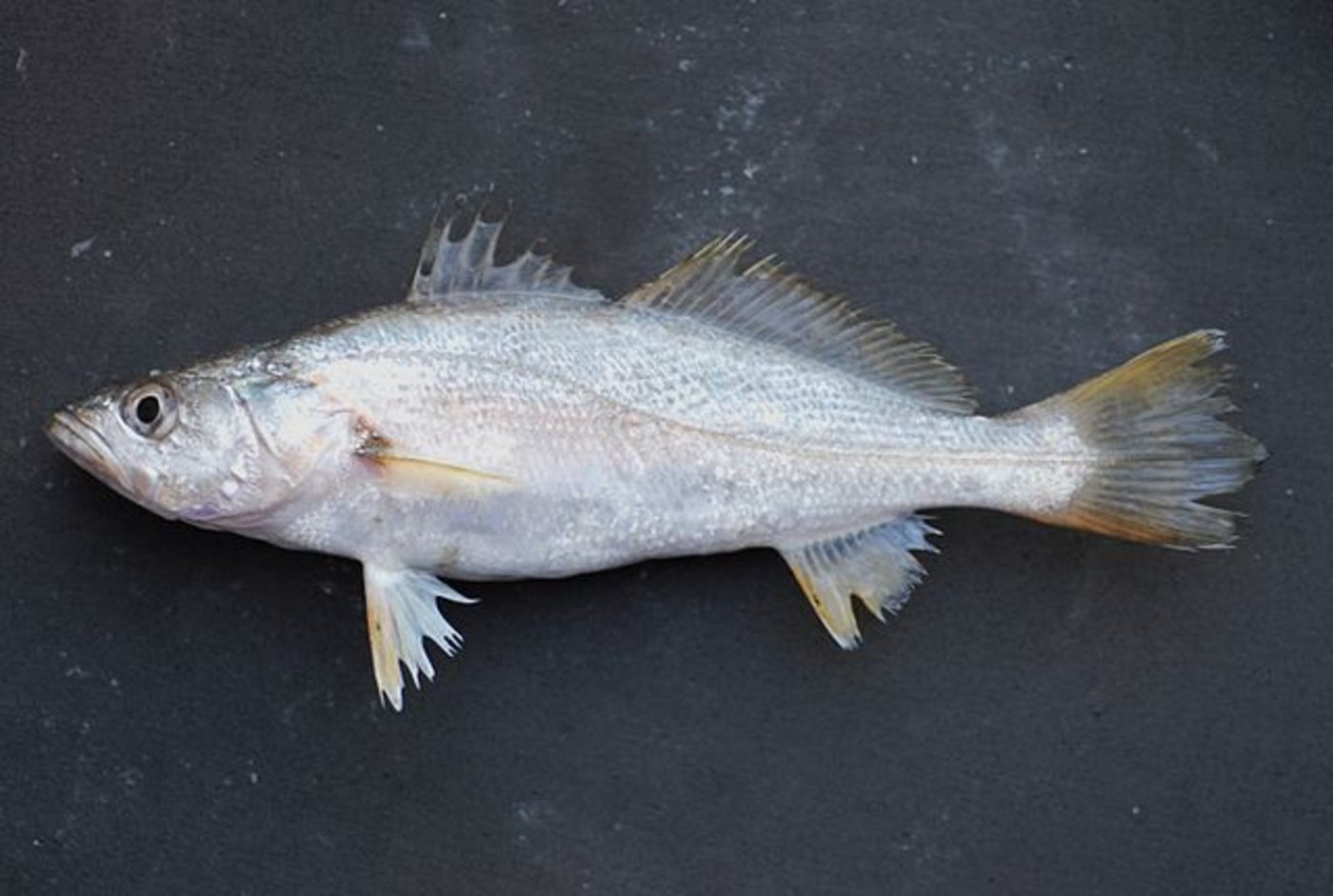 Diese Fische können im Chor einen Heidenlärm verursachen. (Bild Wikimedia)