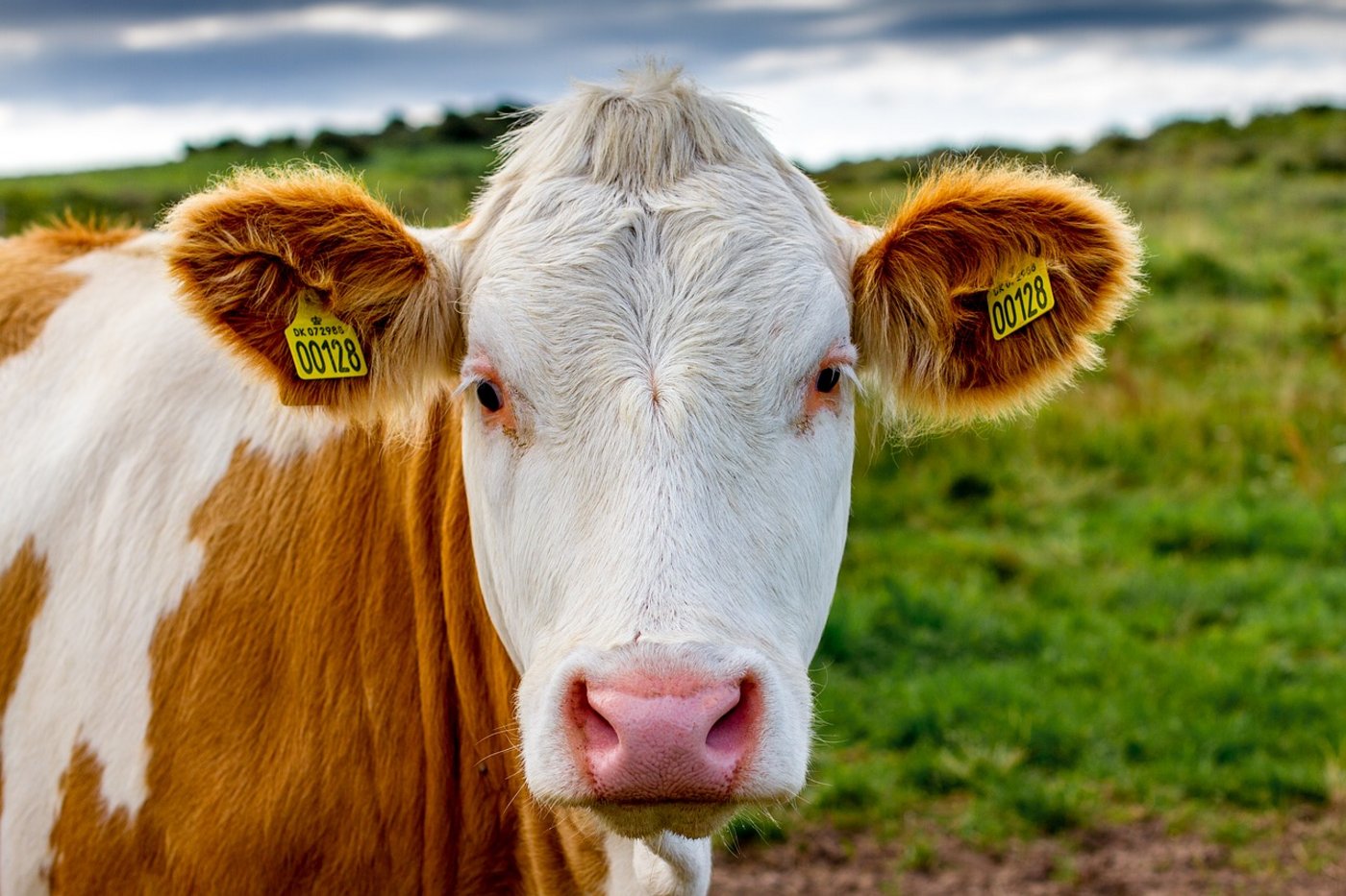 Kuh in Dänemark: Der Biomilchpreis lag 2016 im Land bei rund 52 Rappen. (Bild Pixabay)